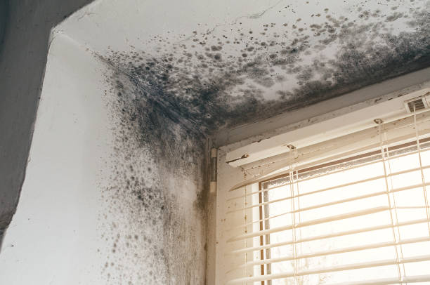 Trusted Attic Mold Removal service in Lilburn, GA - Cheap Mold Removal